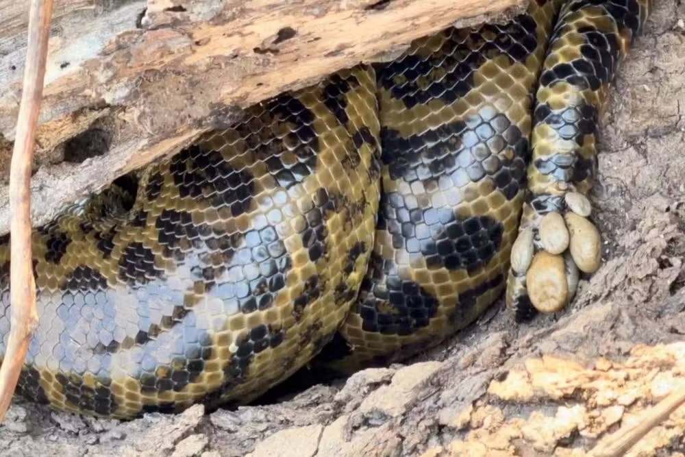 Sucuri-amarela foi flagrada infestada de carrapatos no Pantanal