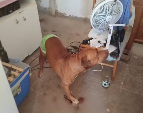 Animal agiu de forma instintiva, segundo avaliação de veterinário, e acabou ferido no confronto