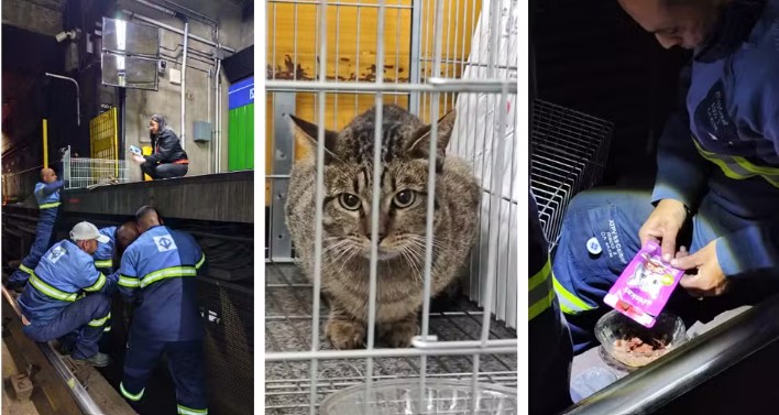 O gato foi retirado do local sem sofrer nenhum tipo de ferimento, de acordo com a equipe