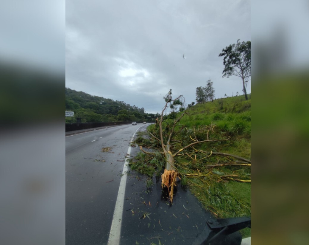 Árvores foram derrubadas pela força dos ventos em São Paulo