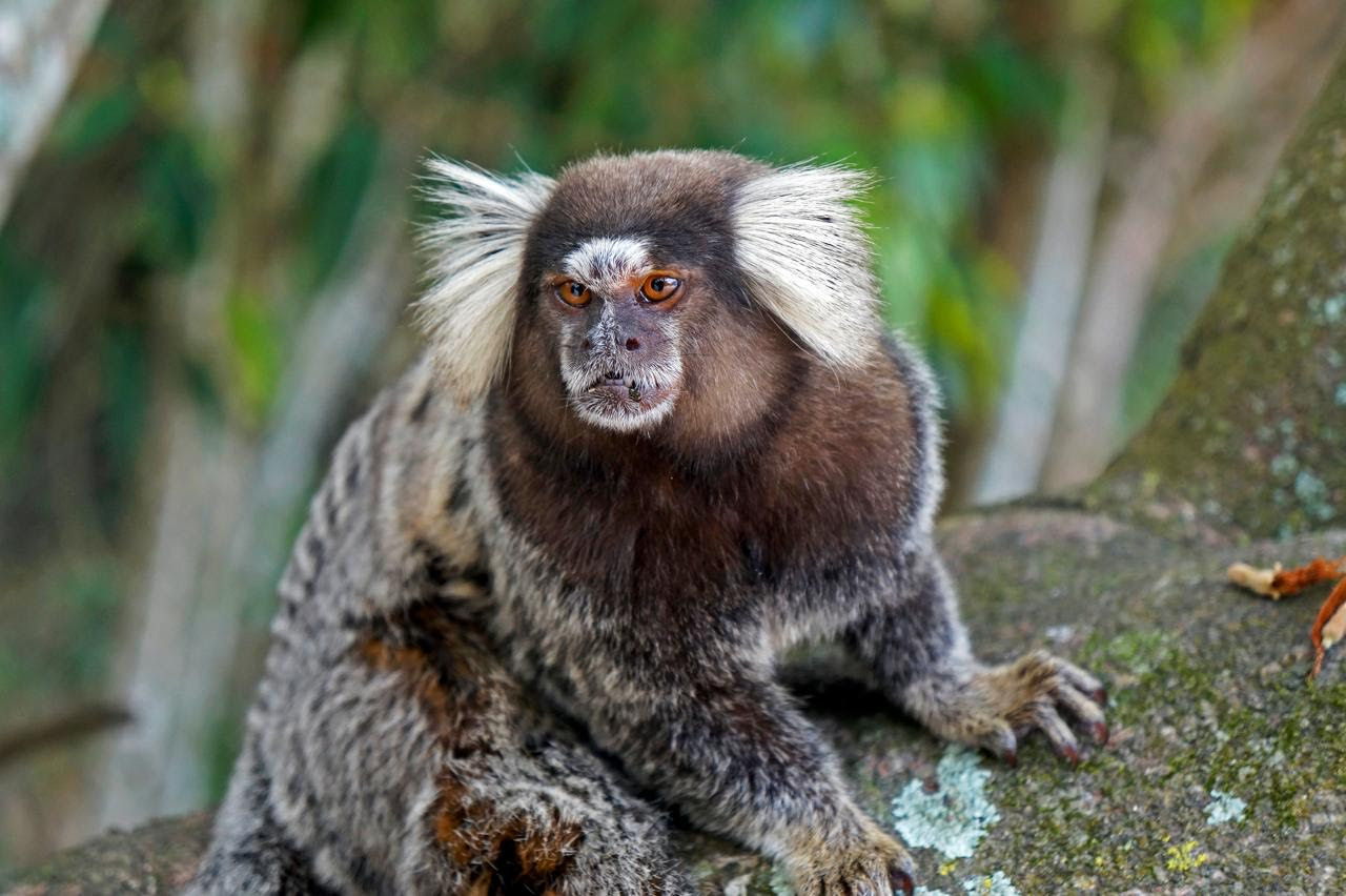Conscientização sobre fauna silvestre nas cidades reforça que os saguis devem ser respeitados em seu habitat natural