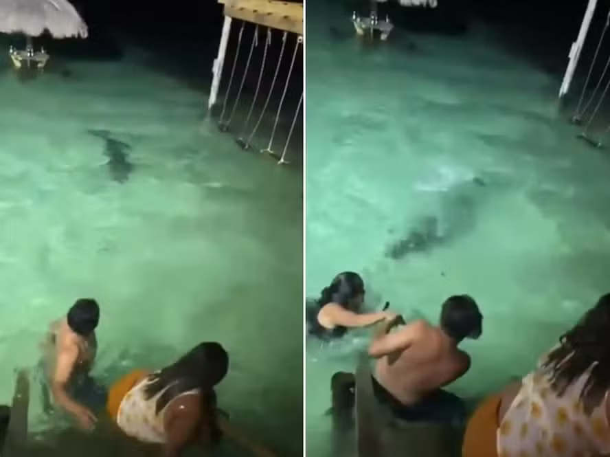 Imagens registraram o momento em que o grupo deixa a água para tentar escapar dos crocodilos