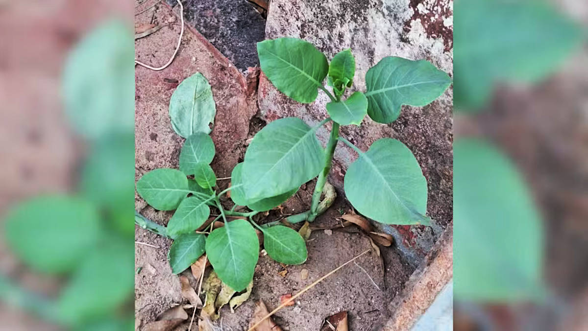 Nicotiana glauca, a falsa couve encontrada na casa da família intoxicada no interior de MG