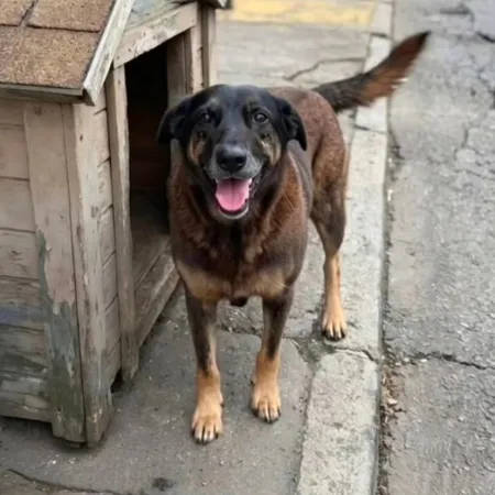 Caso ganhou repercussão após o animal ser encontrado por uma moradora em estado grave, agonizando