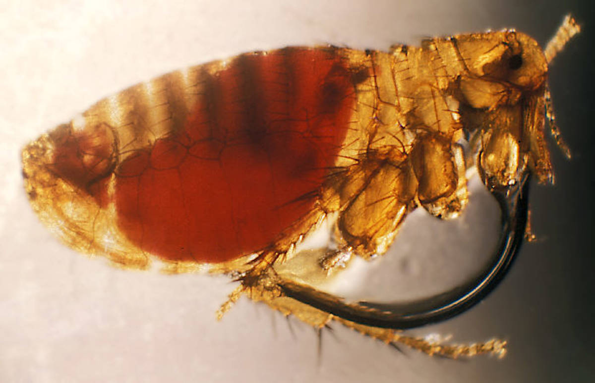 Pulga trasmissora da peste negra