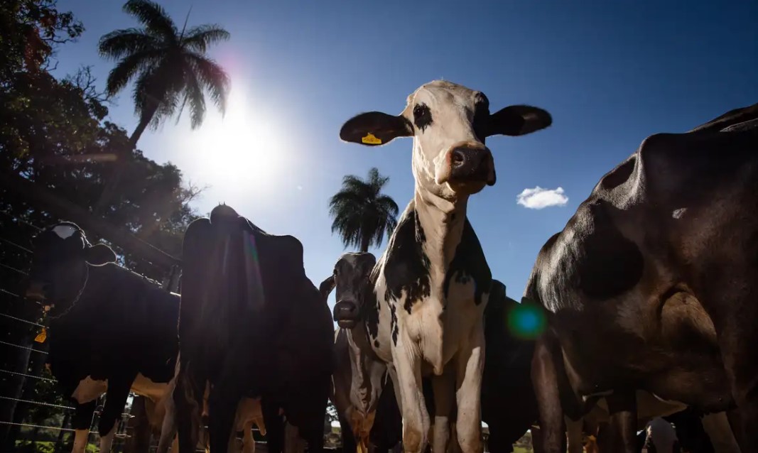 União Europeia é um dos principais destinos das proteínas animais brasileiras, especialmente da carne bovina