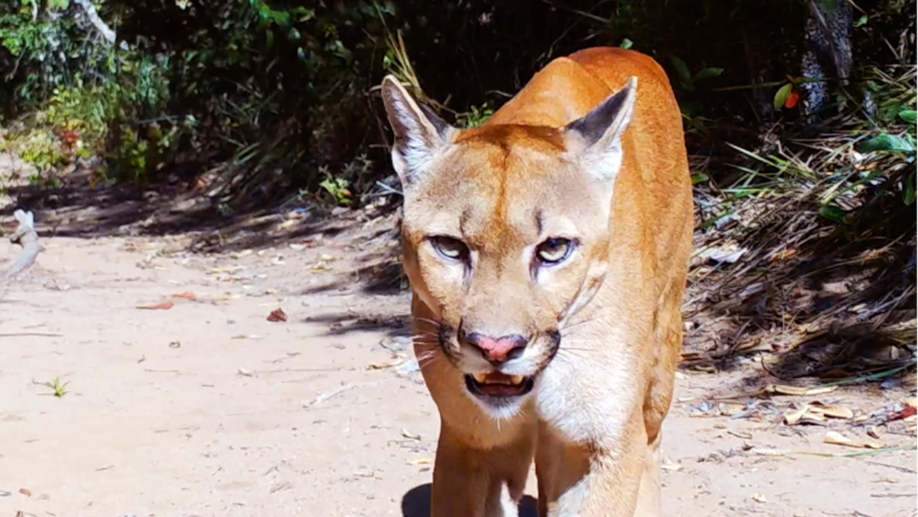 Animal atacou o rosto da criança e fugiu para a mata