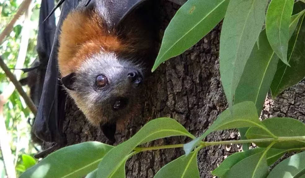 Raposa-voadora da espécie Pteropus poliocephalus